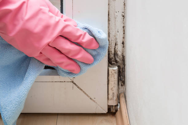 Best Mold Damage Repair  in Camp Verde, AZ